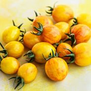 Sunrise Bumble Bee Tomatoes on bright yellow background.