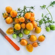 A cluster of freshly picked Sunrise Bumble Bee Tmatoes with an orange handled knife on white background.
