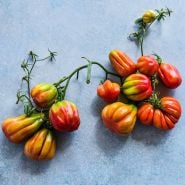 Overhead view of Tlacolula Pink Tomatoes still on the vine at different stages of maturity on blue.