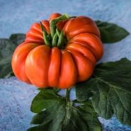 Tomato Seeds, Burmese Sour