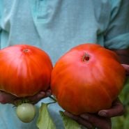 Gardener holding two giant  Classic Beefsteak Tomatoes in the Baker Creek greenhouses.