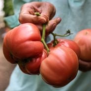 Gardener holding large Granny Cantrell German Red Tomatoes in the greenhouse at Baker Creek.