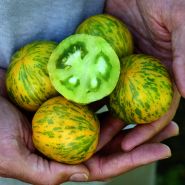 Hands holding cut and whole Green Zebra Tomatoes on the Baker Creek trial farm in California.