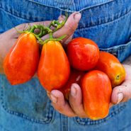 A gardener wearing overalls and holding a cluster of Martino's Roma Tomatoes.