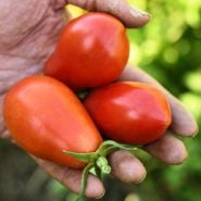 A farmer's hand holding a trio of Martino's Roma Tomatoes freshly picked at the Baker Creek Trial farm.