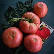 Four Millionaire Tomatoes with a vintage tomato seed packet and some foliage on dark jade background