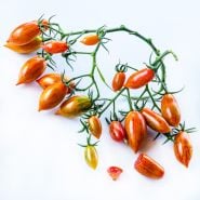 A vine of Pink Tiger Tomatoes on a white background.