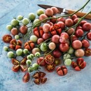 A cluster of Rosella Tomatoes on the vine with some cut tomatoes on light blue background.