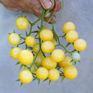 A gardener's hand holding a vine of freshly picked White Currant Tomatoes at the Baker Creek trial farm