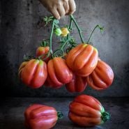 Gezahnte Tomatoes being held by the vine in front of dark background.
