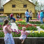 The tulip garden and crowd at the Baker Creek Tulip Festival.