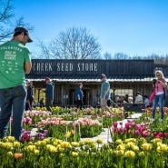 People walking through the tulip garden at a past Baker Creek Tulip Festival.