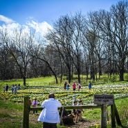 The daffodil garden blooming at the Baker Creek Tulip Festival.