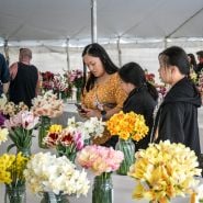 People walkig through the display tent at the Baker Creek Tulip Festival.
