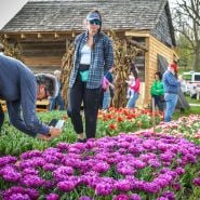 Peole walking and photographing the tulips at the Baker Creek Tulip Festival.