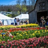 Crowd enjoying the tulip garden at the Baker Creek Tulip Festival with vendors in the background.