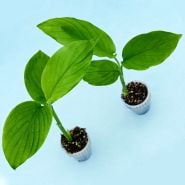 Overhead view of a couple of Red Hawaiian Ginger Plants on a light blue background.