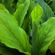 Mature Red Hawaiian Ginger Plants growing in the greenhouses at the Baker Creek location in Seymour, MO.