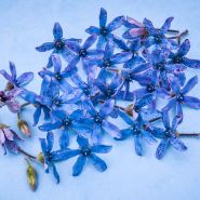 Heavenly Blue Tweedia flower's on light blue background.