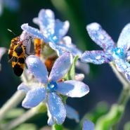 A garden bug feeds on a dew covered Heavenly Blue Tweedia flower's nectar in the Baker Creek trial gardens.