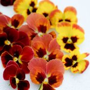 Arkwright Ruby Violas on a white background.