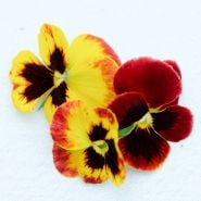 Arkwright Ruby Violas on a white background.