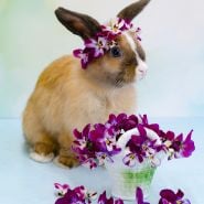 Bunny Ears Viola on live bunny as a headband.