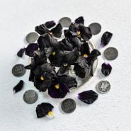 A cluster of Black Devil Pansy flowers surrounded by petals, old pennies and dimes on a white background.