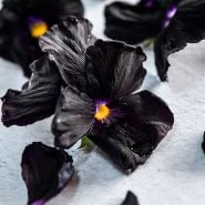 Close-up macro of several Black Devil Pansies on white background.