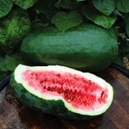 Cut and whole Art Combe's Ancient Watermelon on a barrel top in the garden.