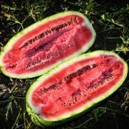 A freshly cut open Kurobe Watermelon revels deep red flesh glistening in the California setting sun.