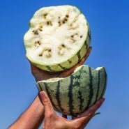 A Silver Yamato Watermelon broken in half and held against the bright blue California sky in the field.