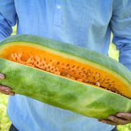 Farmer holding a large Teexas Golden Watermelon at the Baker Creek trial farm in California.