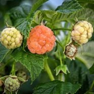 Close-up of berries on a mature Fall Gold Rasberry Plant.
