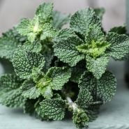 Close-up White Horehound leaves