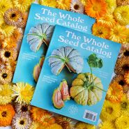 A pair of 2025 Whole Seed Catalogs laying on bed of calendula.