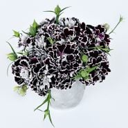 A vase full of Zebra Crossing Dianthus on a bright white background.