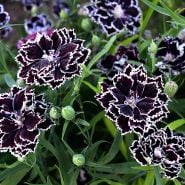 Zebra Crossing Dianthus growing in the trial gardens at Baker Creek.