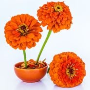 An arrangement of Benary's Giant Orange Zinnias in an orange bowl on a white background.