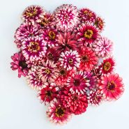Several Zinnia, Mazurkia flowers are seen from above on a white background.