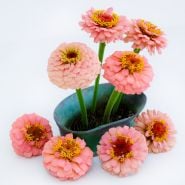 An arrangement of Oklahoma Salmon Zinnia flowers surrounded by bloooms on a white background.