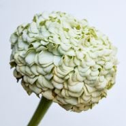 A profile view of single Oklahoma White Zinnia bloom on a light background.
