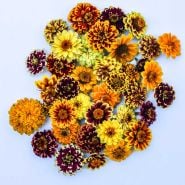 Zinnia, Persian Carpet flower heads on white background