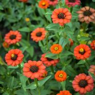 Peruviana Zinnia growing in the field
