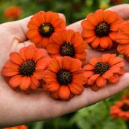 Peruviana Zinnia flower heads in the palm of a hand
