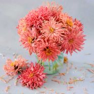 Bunch of Pink Senorita Zinnia in a glass vase.