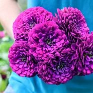 Purple Prince Zinnia