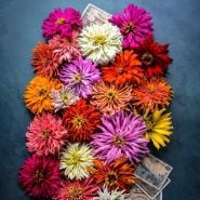Long Blooming Cut Flowers