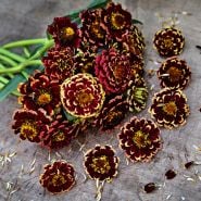 A posey of Aztec Burgundy Bicolor Zinnias on a wooden background.