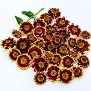 An overhead view of an arrangement of Aztec Burgundy Bicolor Zinnias on white.